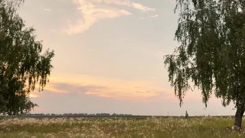 Rural farming techniques, feather grass fields, widespread feather grass, soil Stock Footage 291627442