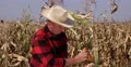 Rural Farmland Corn Harvest Great Business Satisfied Farmer Ok Hand Sign Gesture 4k or 4k+ Resolution