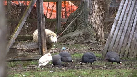 Rural farmyard Stock Footage 84332630