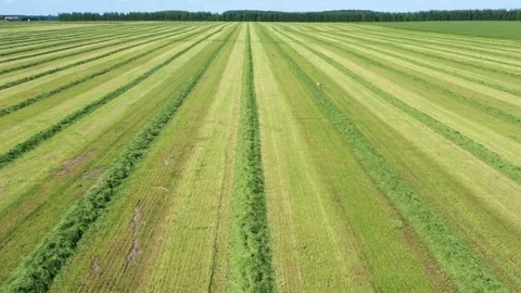 Rural Field With Grass Cut And Collected In Straight Lines For Livestock Feed 库存影片 245999344