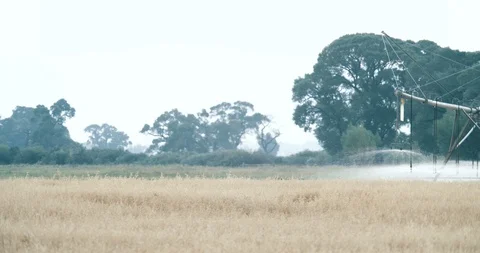 Rural field irrigation system spraying agriculture with sprinklers Stock Footage 104991441