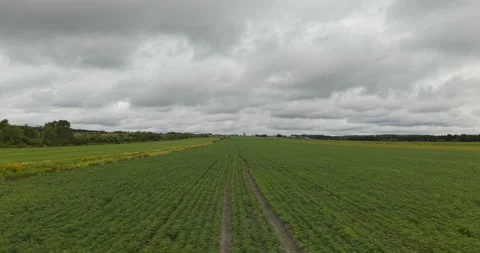 Rural Field Side View with Lateral Traveling, Car Window Plate Shot - 3 Video stock 327329910