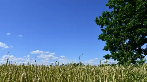 Rural field in summemertime. Stock Footage 135258025