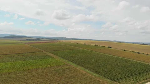 Rural field in summer. View from a drone. Beautiful summer landscape Video stock 170370805