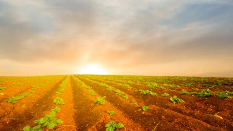 Rural field at the sunset Stock Footage 317757650