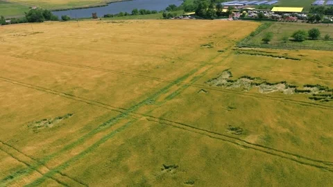 A rural field with wheat, which lay and was destroyed after the wind, storm Vídeos de archivo 152105951