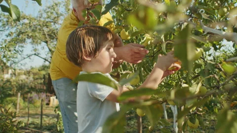 In rural fields, a child's joy intertwines with nature's bounty, organic growth Stock Footage 264141855