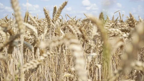 In Rural Fields Ripe Wheat Awaits Harvesting. Stock-Footage 158085452