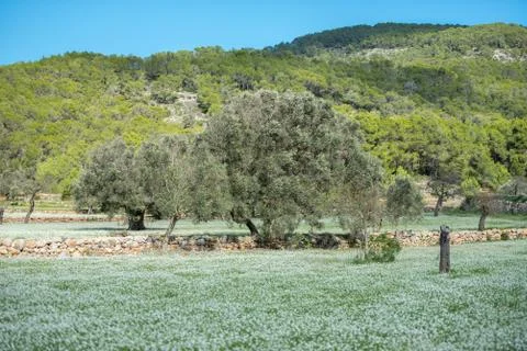 Rural fields of Santa Anges de la Corona, Ibiza, Spain. Stock Photos