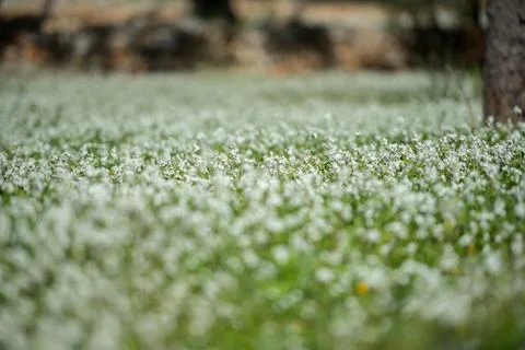 Rural fields of Santa Anges de la Corona, Ibiza, Spain. Stock Photos
