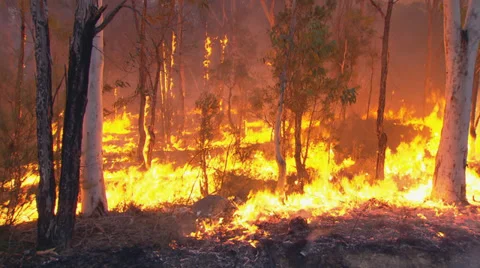 Rural Fire Service back burns during Sydney bushfire PT7 動画素材 30367945