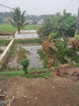 Rural Fish Pond with Rice Fields and Tropical Trees in Indonesian Village Stock Photos