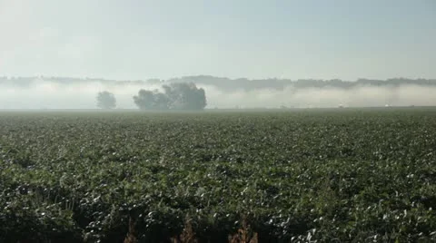 Rural Fog Stock Footage 12136044
