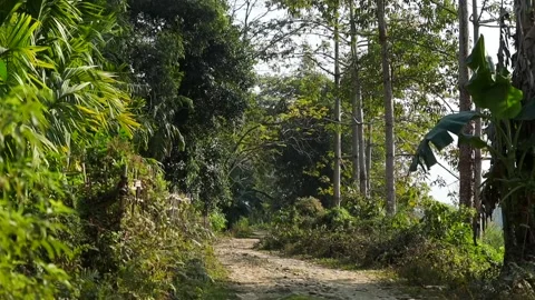 Rural Forest Pathway Surrounded by Lush Green Trees and Vegetation Stock Footage 327608200