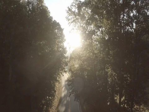 Rural Forest Road 01 Stock Footage 77614063