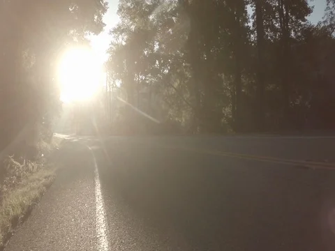 Rural Forest Road 05 Stock Footage 77574780