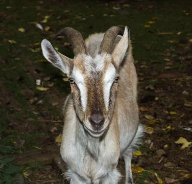 Rural goat Stock Photos