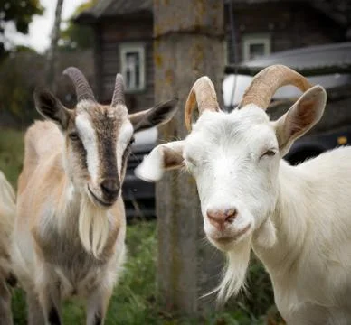 Rural goats Stock Photos