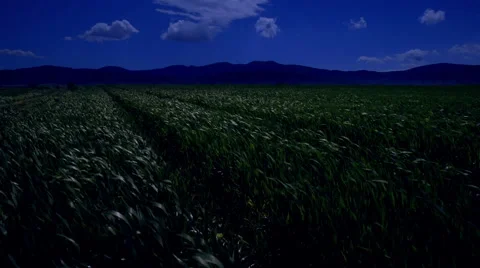 Rural grassy country road,fields of green, night moonlight Stock Footage 48981753
