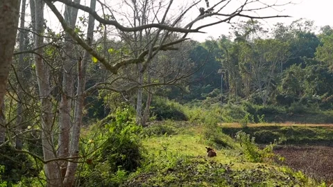 Rural Green Landscape with Trees, Open Field, and Dog Resting in Nature Stock Footage 327608076