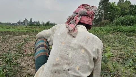 Rural Hardworking Farmer Working In Crop Field Back View Agricultural Shot Stock Footage 343060944