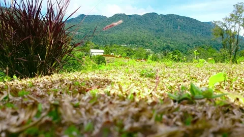 A rural hillside Stock-Footage 288793310