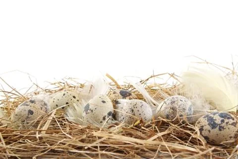 Rural horizontal view of quail easter eggs in the hay with feathers Stock Photos
