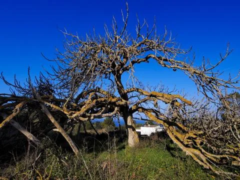 Rural ibiza Stock Photos