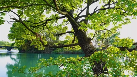 Rural idyll Stock Footage 128302284