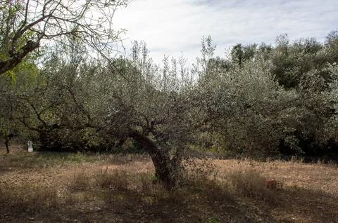 Rural image with a centennial olive tree at harvest time on a sunny day. Foto stock