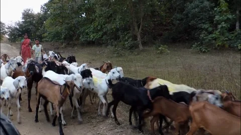Rural India- evening, Goats returning home Video stock 144192128