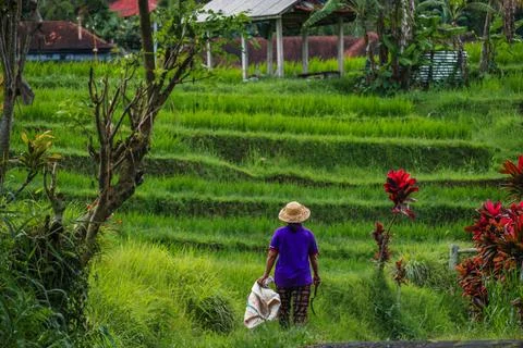Rural Laborer Walking Down Trail in Emerald Paddies Stock Photos