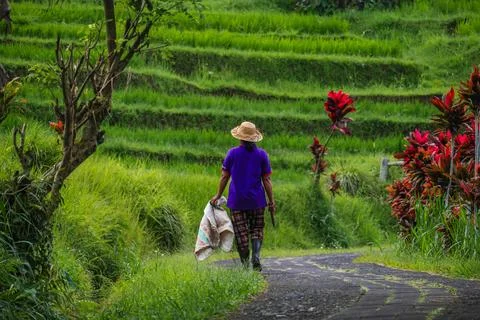 Rural Laborer Walking Down Trail in Emerald Paddies Stock-Fotos