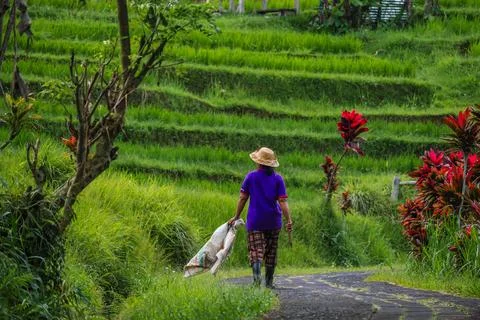 Rural Laborer Walking Down Trail in Emerald Paddies Stock Photos