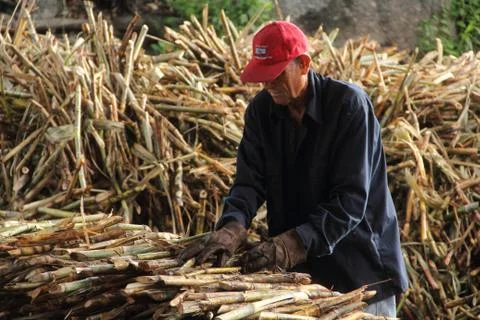 Rural Labour Stockfoto's