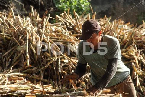 Rural Labour Stock Photos