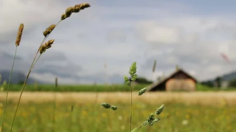Rural landscape with blurred background Stock Footage 76977813