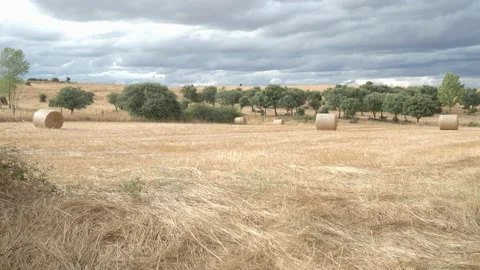 Rural landscape with cereal fields, holm oaks, straw bales and the blue sky Stock Footage 138096493