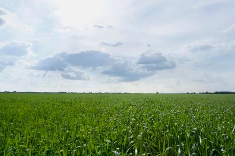 Rural landscape with corn field, empty background with copy space Stock-Fotos