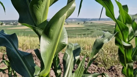 Rural landscape with corn plantations Stock Footage 338009409