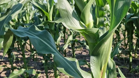 Rural landscape with corn plantations Stock Footage 338009423