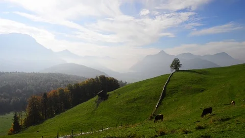 Rural landscape with cows. Stock Footage 119239290
