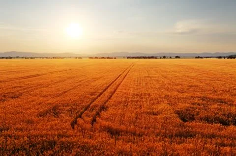 Rural landscape at dawn with the sun over the fields. Stock Photos