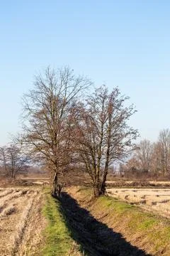 Rural Landscape Featuring Bare Trees and Grass Field Under Blue Skies Stock Photos