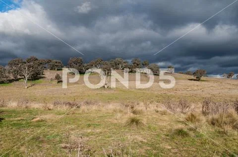 Rural landscape of field with dry grass and eucalyptus trees Stock Photos