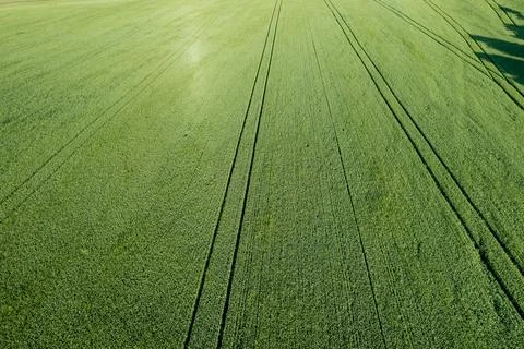 Rural landscape field from a height with young green wheat with aerial view Stock Photos