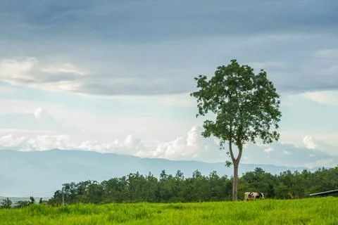 Rural landscape with field, trees, grass and cows Fotos Stock