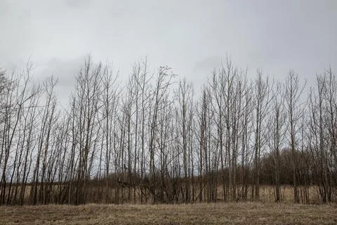 Rural landscape of a field with trees planted in a row Stock Photos