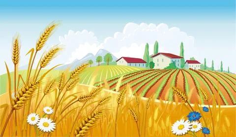 Rural landscape with fields Stock Illustration