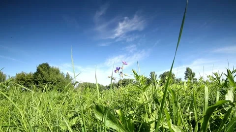 Rural landscape. Stock Footage 8682124